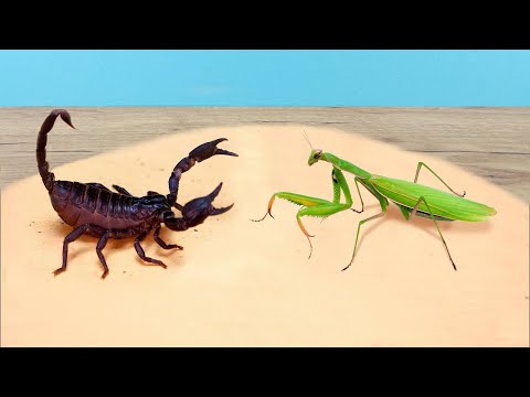 MANTIS RELIGIOSA vs ESCORPION thumbnail