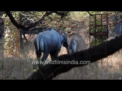 Nilgai males and female grazing inside Rajasthan forest habitat thumbnail
