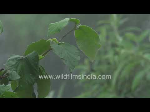 Monsoon mist and Himalayan forest landscape at Jabarkhet Mussoorie thumbnail