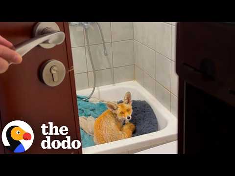 Flooded-Out Fox Gets The Rescue She Desperately Needed | The Dodo thumbnail