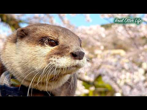 [元ネタ] 桜、電車、そしてカフェでお昼寝。山北町で過ごすカワウソたちのほっこり春休み。 A Peaceful Day in Japan with Cute Otters thumbnail