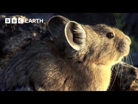 1 Hour of Yellowstone Wildlife Moments | BBC Earth thumbnail