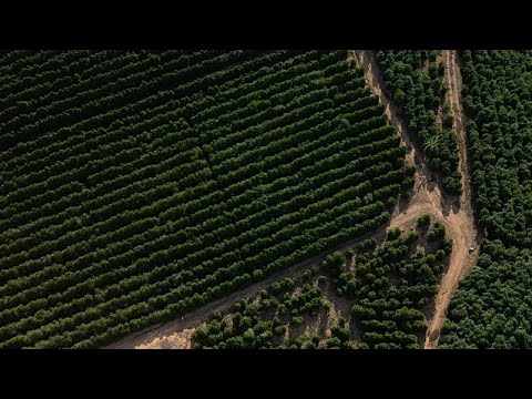 Vérification des faits : l’accord UE-Mercosur permet-il l’entrée de café infesté de vers en Europe ? thumbnail