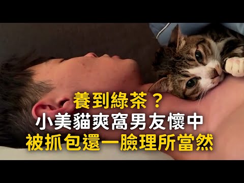 養到綠茶？小美貓爽窩男友懷中　被抓包還一臉理所當然 thumbnail
