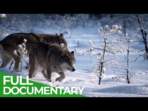 Nature's Deadliest Teams | Free Documentary Nature thumbnail
