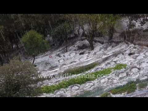 Heavy hailstorm at Jabbarkhet near Mussoorie Uttarakhand thumbnail