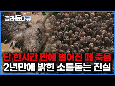 매년 발생하는 떼죽음, 범인을 알아내기 위해 2년간 취재했더니 밝혀진 소름돋는 진실｜명작 다큐｜다큐프라임｜#골라듄다큐 thumbnail
