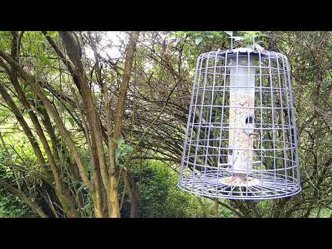 More Live Nature Live Stream thumbnail