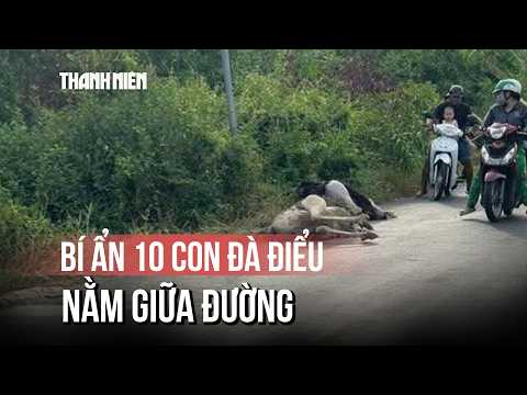 Người dân bất ngờ thấy chim đà điểu gục chết tại Tây Ninh thumbnail