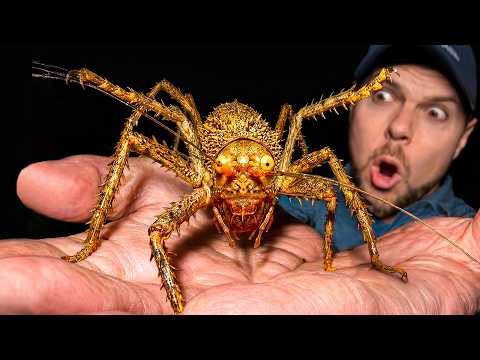 Forest Lobster CAUGHT in the Amazon Rainforest! thumbnail