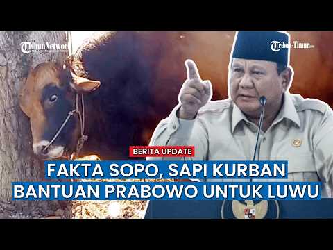 Sopo, Sapi Kurban Presiden Prabowo di Luwu Berbobot Mendekati 1 Ton, Didatangkan dari Sinjai thumbnail