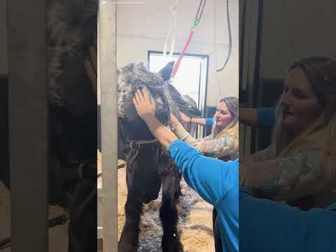 Horse Needed A Crane To Stand — Now Look At Her | The Dodo thumbnail