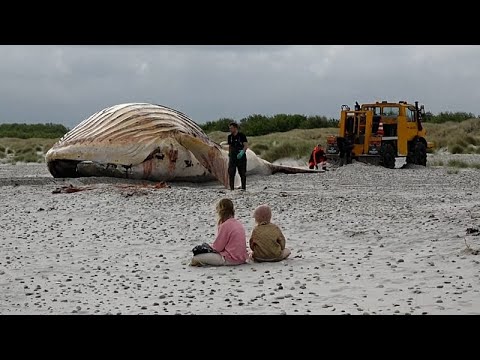 La baleine à bosse « Timmy » hissée sur une île danoise thumbnail