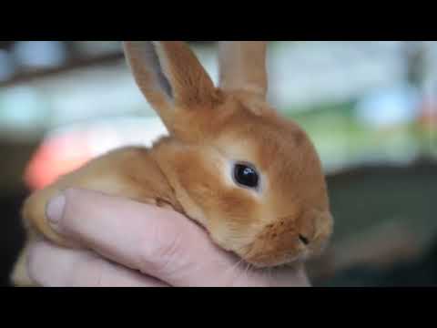 Spring. Video for Kids | English Task thumbnail