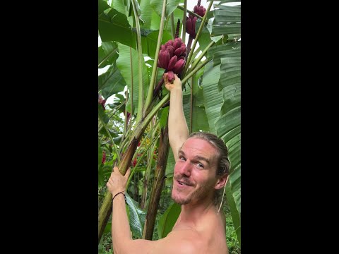 A Pink Banana, You Won't Believe This thumbnail