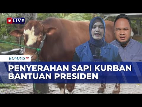 Momen Penyerahan Sapi Kurban Bantuan Presiden Prabowo di Gorontalo dan Karo, Berat Capai 1,1 Ton! thumbnail