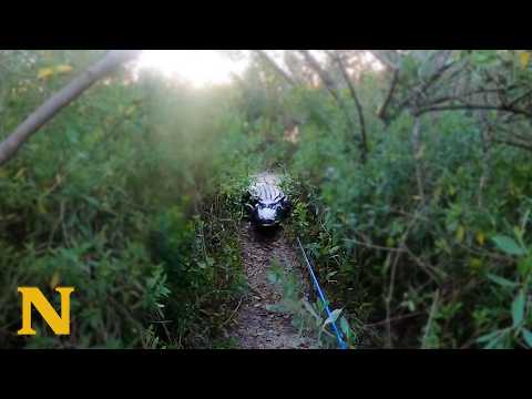 Florida Man Attacked by 11 Foot Bull Gator | Fishing Trip Ruined thumbnail