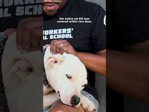 This Pittie Got Bitten By A Venomous Snake — And Never Lost Her Sweetness | The Dodo thumbnail