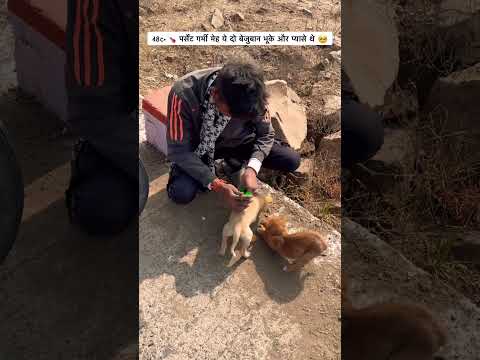 48c?️ पर्सेंट गर्मी में ये दो बेज़ुबान बहुत भूके प्यासे थे ??#help #helping #dogs thumbnail