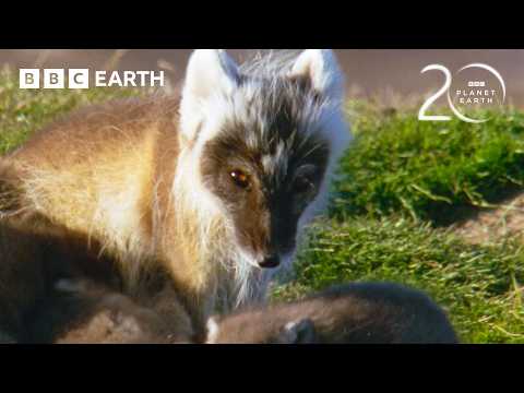 Unbelievable Animal Moments from Planet Earth | 20 Years of Planet Earth | BBC Earth thumbnail