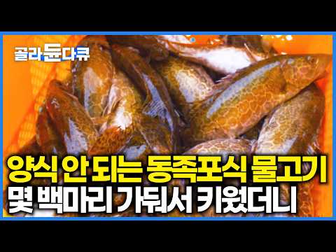 동족까지 잡아먹는 무시무시한 민물의 제왕 몇 백마리 가둬서 키웠더니 시도때도 없이 먹이주는 양식장｜자연산 쏘가리 양식 성공 과정｜극한직업｜#골라듄다큐 thumbnail