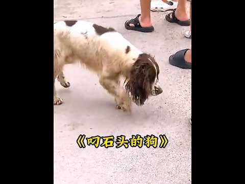一只流浪狗叼着石头请求路人陪自己玩耍 #animals #dogs #狗狗 thumbnail