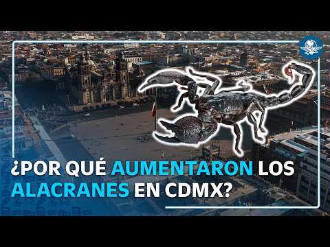 Aumentan avistamientos de alacranes en CDMX; ¿cómo evitar picaduras? thumbnail