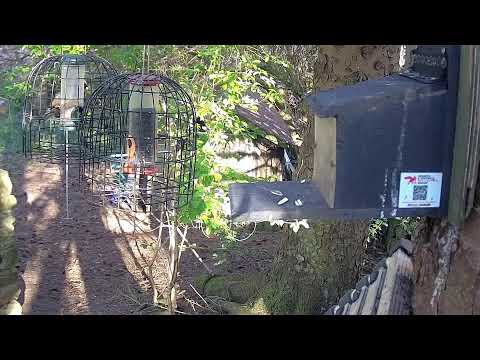 More Live Nature Live Stream thumbnail