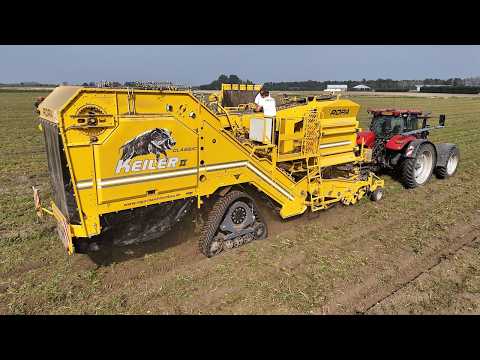 CTF Potato Harvest on 3,20 m Permanent Traffic Lanes | Ropa Keiler 2 & Case IH Puma 165 | Meulwaeter thumbnail