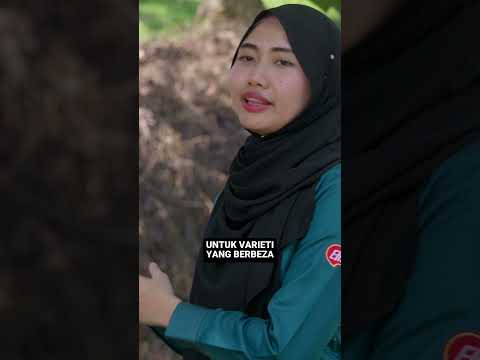 Dari Nursery ke 40kg Setandan Pisang thumbnail