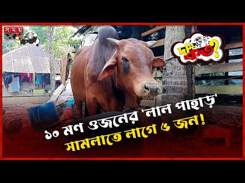 পিরোজপুরে পশুর হাটে ঈদের চমক  'লাল পাহাড়' | দাম কত | Dam Koto | Qurbani Haat | Pirojpur |Somoy TV thumbnail