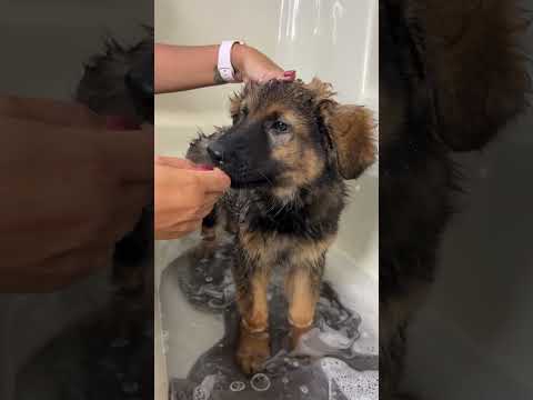 Puppy’s First Bath  thumbnail