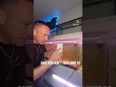Flowerhorn update!! thumbnail