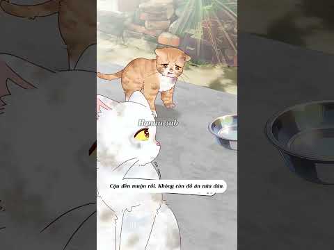 Bé mèo hiểu chuyện quá! thumbnail