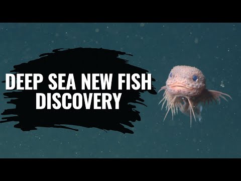 Deep Sea New Fish Discovery 2025 | bumpy snailfish thumbnail