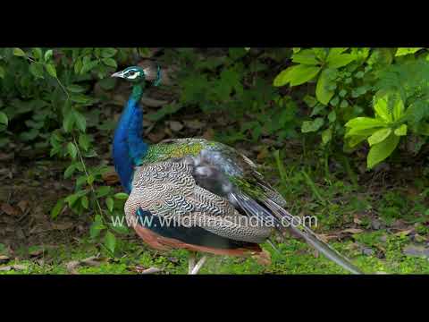 A male Indian Peacock preening in New Delhi India thumbnail