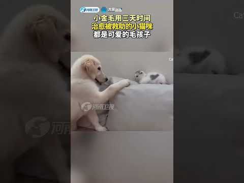 小金毛用三天時間治癒被救援的小貓咪，都是可愛的毛孩子！ #funny #animals #pets thumbnail