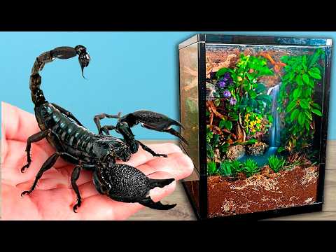 ¡Construí un TERRARIO ENORME para mis ESCORPIONES! thumbnail