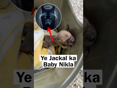 Confirm Jackal Ka Baccha Hai ? thumbnail