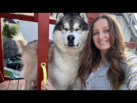 He Tried To Hunt A Pheasant And Got Stuck! Help Is On The Way thumbnail