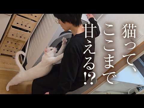 帰宅した瞬間、猫の『文句』と『抱っこ攻撃』が止まりません…??? thumbnail