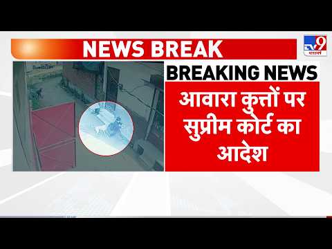 Supreme Court On Stray Dogs: I Breaking News I Stray Dogs I Dog Attack I SC I TV9 thumbnail