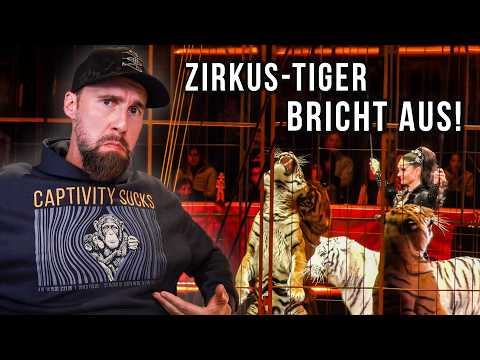 Tiger von Carmen Zander bricht aus & verletzt einen Mann?! | Robert Marc Lehmann reagiert thumbnail