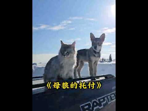 母狼将心爱的狼崽托付给小哥照顾，他不负所托将狼崽养大 #animals #狼崽  #wolf thumbnail