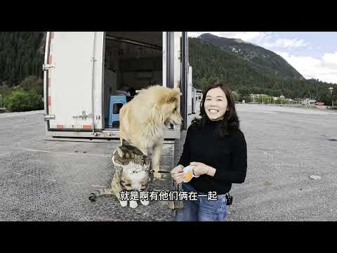 车外下一天一夜的雨，带着捡来的小猫自驾西藏遇上让人头疼的问题 thumbnail