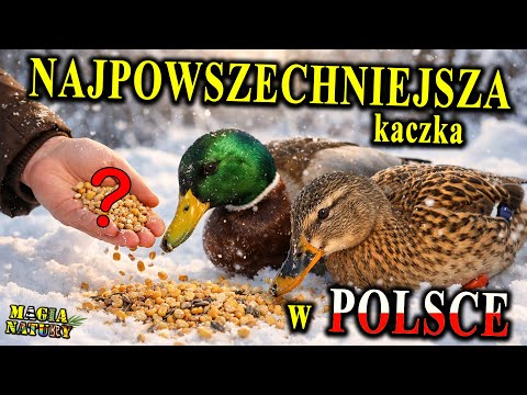 Znasz Ją z Parku! - Fenomenalna KACZKA Krzyżówka - Dokarmiać? thumbnail