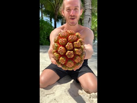 The Weirdest Prehistoric Fruit thumbnail
