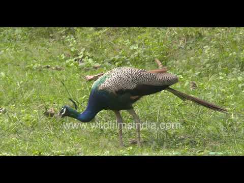 Young Indian Peafowl foraging in Wilderness Orchard thumbnail