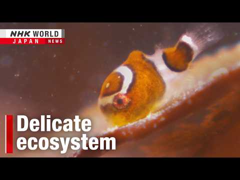 Tiny, charming fish captures hearts and mindsーNHK WORLD-JAPAN NEWS thumbnail