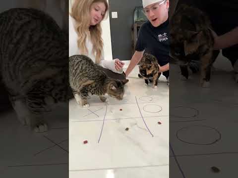 WHO WILL WIN? #fyp #cam2r #catsof #cat #challenge thumbnail